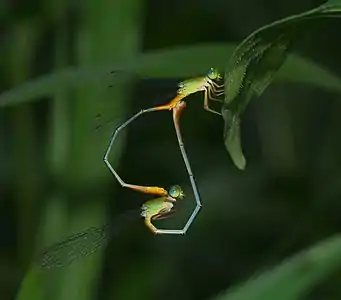 Ceriagrion cerinorubellum mating