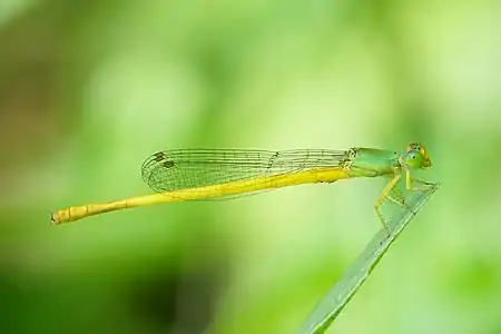 Ceriagrion coromandelianum male