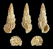 Cerithium scabridum