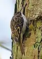 Treecreeper