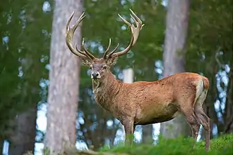 Cervus elaphus