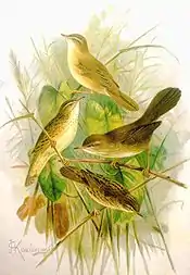 Cetti's warbler