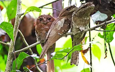 B. m. roonwali young bird (middle) with adult female to left and male to right