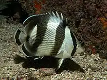 The banded butterflyfish, Chaetodon striatus, has strong disruptive bands through the body and concealing the eye.