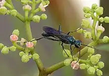 Chalybion japonicum: a wasp named by Gribodo