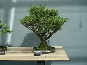 Bonsai example