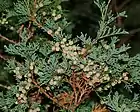 Cedar plant