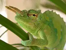 Chameleon grasping branch