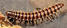 A striped millipede crawls on the ground