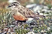 Male with chicks