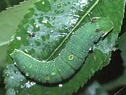 Larva