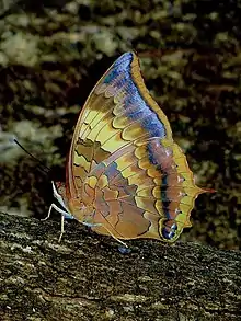 Ventral view (female)