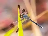 Male, north Queensland, Australia