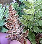 Two fern fronds with beadlike segments; the one on the left is held to reveal its scaly underside