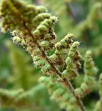 The middle of a fern frond, with small round leaf segments curling under, covered with some long white hairs and attached to a reddish-brown axis