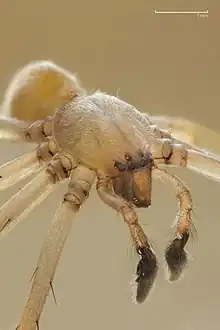 Yellow sac spider, Chiracanthium inclusum, a common house spider worldwide