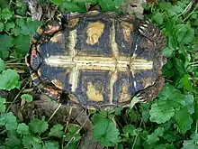 Plastron view of a young 'cherry head' or eastern variant red-footed tortoise showing the dark pattern on most of the plastron