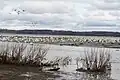 Snow geese  on the North shore of the St. Lawrence River at Sainte-Anne-de-la-Pérade, Quebec, Canada