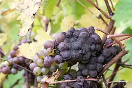 Chenin blanc grapes growing in Saint-Cyr-en-Bourg