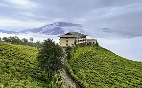 Temi Tea Garden, Namchi, Sikkim