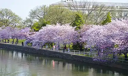 Tidal Basin cherry blossoms (April 9, 2013)