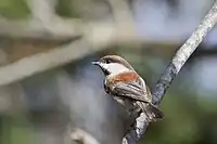 Chestnut-backed Chickadee, Poecile rufescens