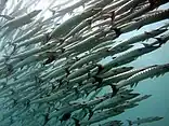 school of Sphyraena putnamae near Pom Pom Island Semporna, Sabah, 2012