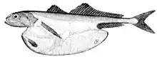 The black swallower, with its distensible stomach, is notable for its ability to swallow, whole, bony fishes ten times its mass.