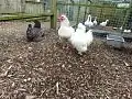 Bird enclosure at the farm