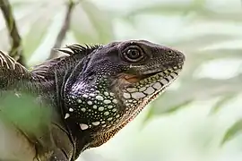 Detailed view of the head (Khao Yai NP, Thailand)