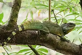 At Khao Yai NP, Thailand