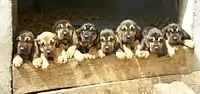 Bloodhound puppies