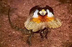 Frill-necked lizard faces predators, making itself look big with head frills, gaping, raising its body and waving its tail.