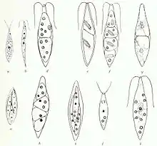 Chlorogonium euchlorum