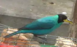 Green honeycreeper