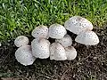 Chlorophyllum molybdites registered in Escobar, Buenos Aires Province, Argentina