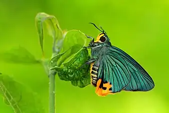 Ventral view