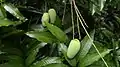 Chok Anan fruits on tree.