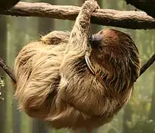 Brown sloth