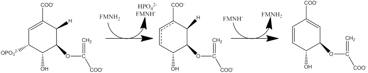 function of chorismate synthase