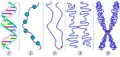 Simplified models of chromatin.