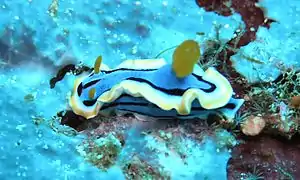 Chromodoris annae.