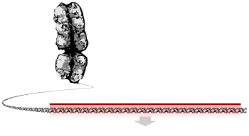 A chromosome unravelling into a long string of DNA, a section of which is highlighted as the gene