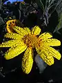 Osteospermum moniliferum