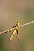 Chrysochraon dispar female