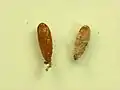 Pupa with and without cocoon