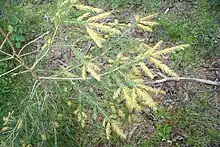 Young "Picea abies" infected by "Chrysomyxa ledi" needle rust.