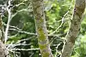 Chrysothrix lichen in Puerto Rico's Northeast Ecological Corridor.