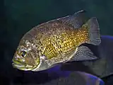 Head lesions are visible on this starry-night cichlid