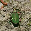 Cicindela campestris